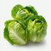 przemek.m_fresh_green_lettuce_leaves_centered_on_white_backgrou_695476df-6cd0-4189-8aef-a2d20d8698ca